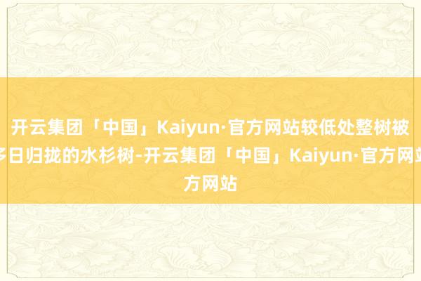 开云集团「中国」Kaiyun·官方网站较低处整树被多日归拢的水杉树-开云集团「中国」Kaiyun·官方网站